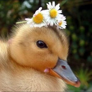 Meet your Posher, Carolyn